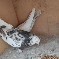 معاوضه انواع پرنده با مرغ عشق. عروس هلندی و کفتر|پرنده|رودهن, |دیوار