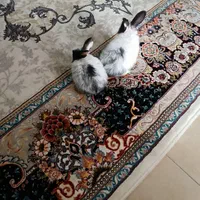 خرگوش دونه ای ۳۰۰
