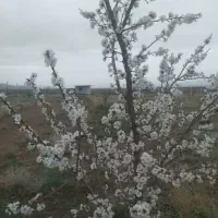 باغ-فروشی-زرنان