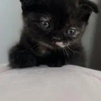 اسکاتیش تری کالر