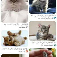 گربه