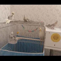 عروس هلندی نر آلبینو ابلغ|پرنده|هرسین, |دیوار