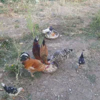 مرغ گلین|حیوانات مزرعه|سمیرم, |دیوار