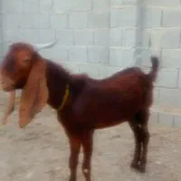 کهره نر پاکستانی