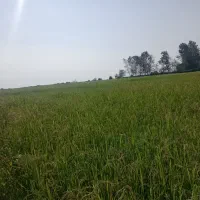 زمین زراعی|فروش زمین و ملک کلنگی|چوبر, |دیوار