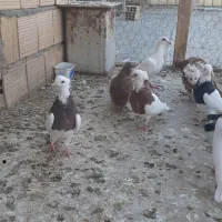 کفتر رنگه المانی