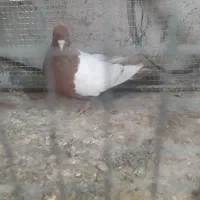 سینه سرخ ماده|پرنده|شیراز, سلطان آباد|دیوار