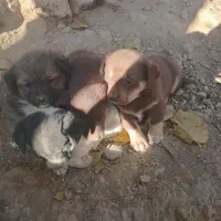 پاکوتاه|سگ|چناران, |دیوار