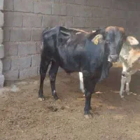 فروش گوساله نر و یک راس گاو ماده آبستن|حیوانات مزرعه|بندرعباس, |دیوار