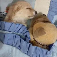 سگ کوچک|سگ|اسلامشهر, شهرک سعیدیه|دیوار