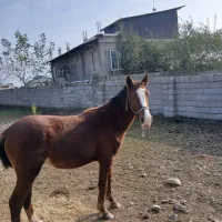 کره نریان ۲۰ ماهه آینده دار