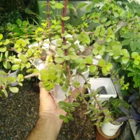 بنسای خرفه