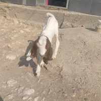 بز کهره دار|حیوانات مزرعه|برازجان, |دیوار