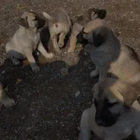 6تا توله عراقی 1ماه