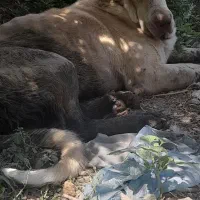 سک پژدر