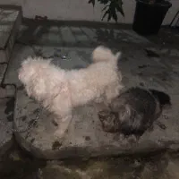 سگ ترییر اصل|سگ|آمل, |دیوار