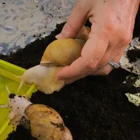 حلزون اچاتینا