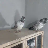 چند جفت|پرنده|گرگان, |دیوار