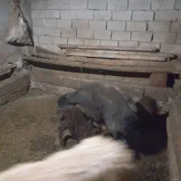 جفتی ۵۵ ملیون