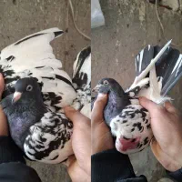 کبوتر تکپر|پرنده|خان ببین, |دیوار