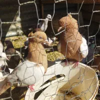 سینه و کله|پرنده|شیراز, برمشور علیا|دیوار