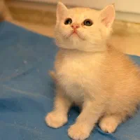 واگذاری گربه