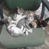 واگذاری گربه|گربه|همدان, |دیوار