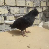 جوجه اشعل