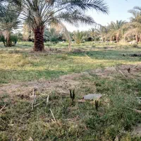 باغبان|خدمات باغبانی و درختکاری|میرجاوه, |دیوار