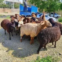 مناسب برای هر توان مالی