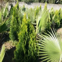 پالم و کامیس نوک دار داخل زمین یکجا فروخته میشود|گل و گیاه طبیعی|رودسر, |دیوار