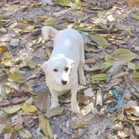 واگذاری سرپرستی