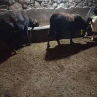 فروش پورتس گوساله|حیوانات مزرعه|سیمینه, |دیوار