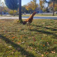 خروس لاری|حیوانات مزرعه|صحنه, |دیوار