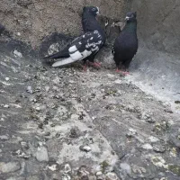 کفتر سینه نرماده