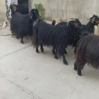 7 عدد شیر بُز و یک بزغاله دانخور ماده