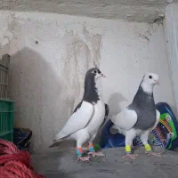 کفتر جوجه طوق سبز کود نر|پرنده|شیراز, شیخ علی چوپان|دیوار