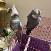 عروس هلندی نژاد دوکت(اهل اهل )|پرنده|خسروشاه, |دیوار