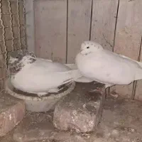 کبوتر اصیل شمرون