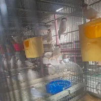 فنج نرگسی جوجه سرلاکی  بالغ جفت|پرنده|فردیس, سرحد آباد|دیوار