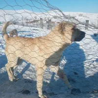 ۲تا توله سرابی نر|سگ|مشهد, ویلاشهر|دیوار