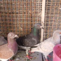 کبوتر د‌ورگ پلاکی|پرنده|اهواز, شهرک نفت|دیوار