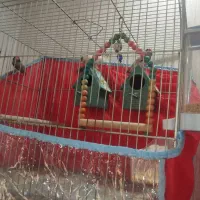 فنج لپ سیا|پرنده|کرج, مهرویلا جنوبی|دیوار