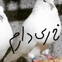 کبوتر شمرونی کله پفکی...