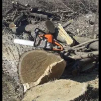 خرید چوب هیزمی باغی|خدمات باغبانی و درختکاری|تالش, هشتپر|دیوار