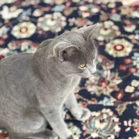 گربه|گربه|قزوین, |دیوار