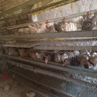 بیلدیرچین نروماده|حیوانات مزرعه|مرند, |دیوار