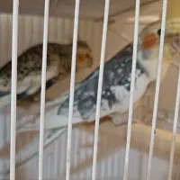 جفت عروس هلندی باجوجه