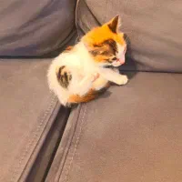 گربه نژاد DSH