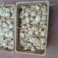 سلام فروش سیر درشت بار|عمده‌فروشی|همدان, |دیوار